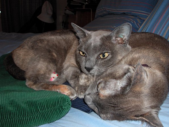 E5000_JAK_2006-DSCN0958_E