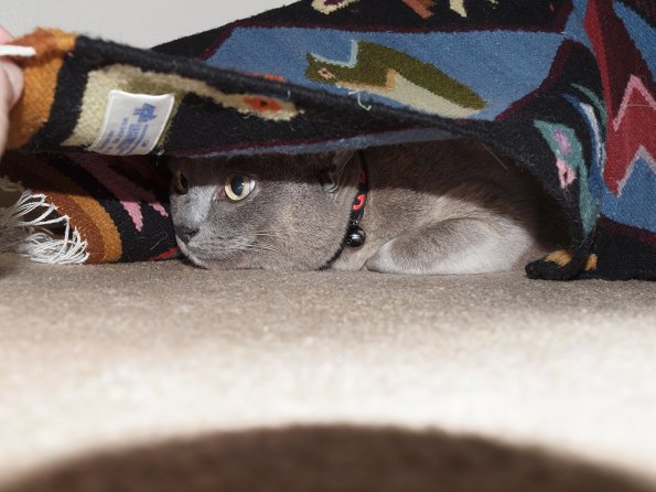 Rosa under Peruvian runner rug