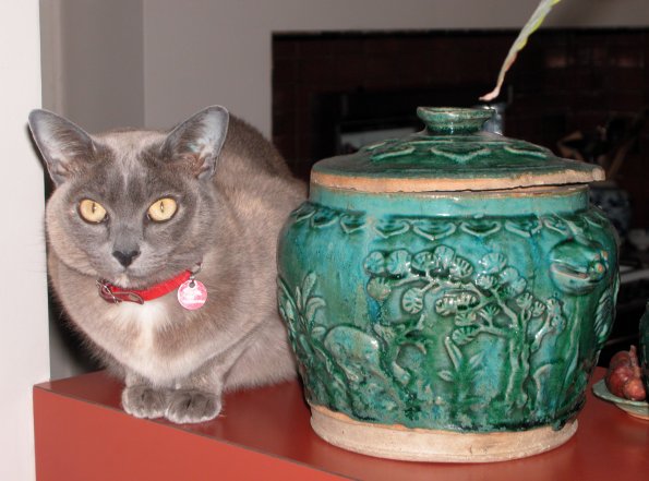 Rosa & Chinese Jar