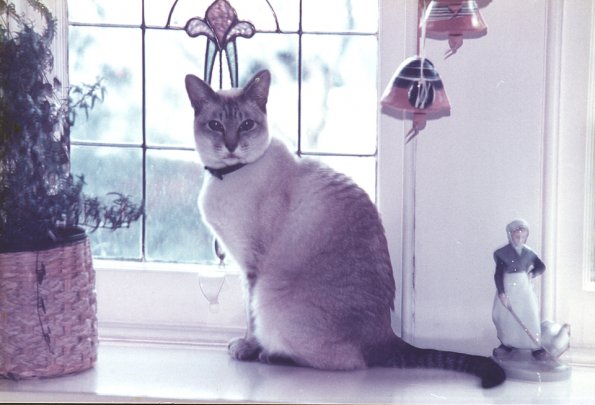 Twinky on window sill
