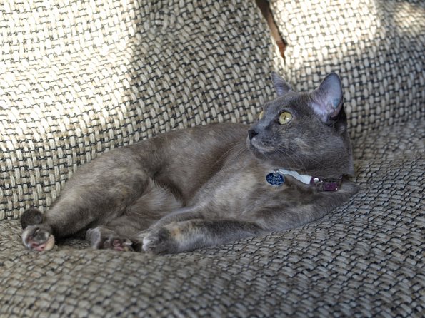 OLYMPUS DIGITAL CAMERA