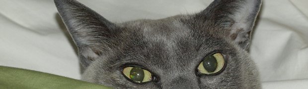 cats:
Rosa & Green Sheet