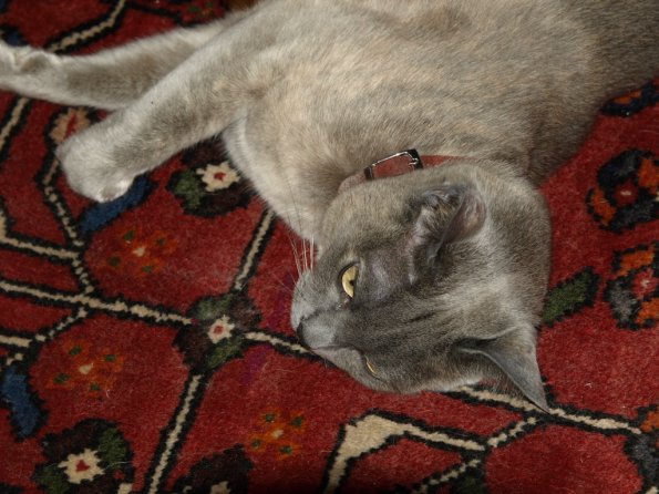 OLYMPUS DIGITAL CAMERA