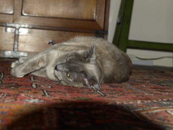 OLYMPUS DIGITAL CAMERA