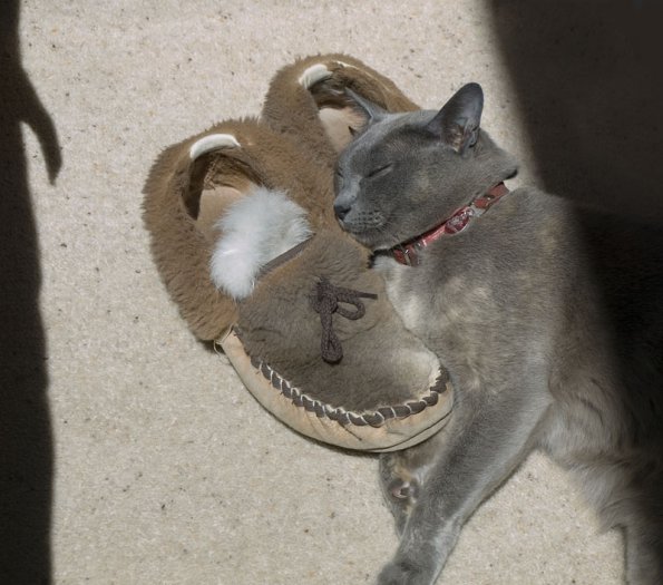 Cat & Mouse                                                                                                Rosa with Slipper & White Mousie                                                                                                                                                                                       _B130001-A.psd
