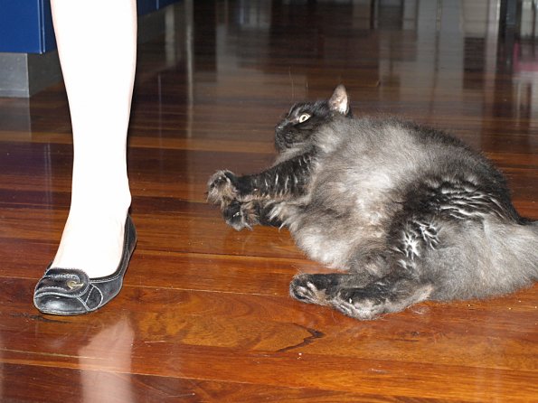 OLYMPUS DIGITAL CAMERA