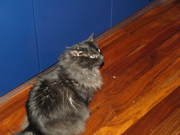 OLYMPUS DIGITAL CAMERA