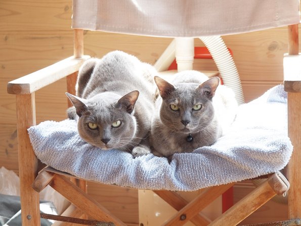 Rosa & Lizzie at Marengo