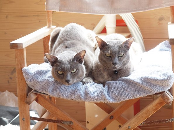 Rosa & Lizzie at Marengo