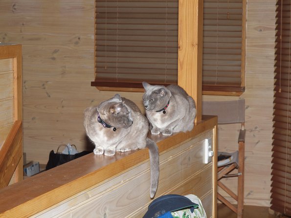 Rosa & Lizzie at Marengo