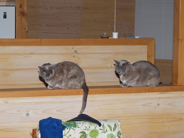 Rosa & Lizzie at Marengo