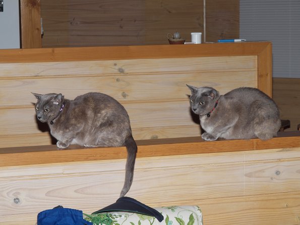 Rosa & Lizzie at Marengo