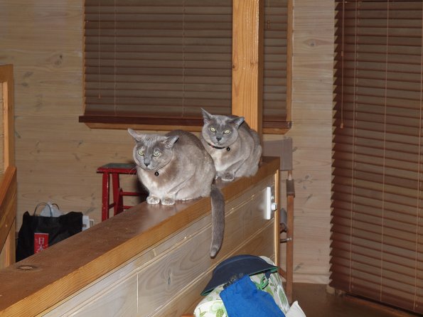 Rosa & Lizzie at Marengo