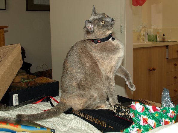 Rosa Christmas Day 2009