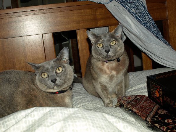 Rosa & Lizzie Christmas Day 2009