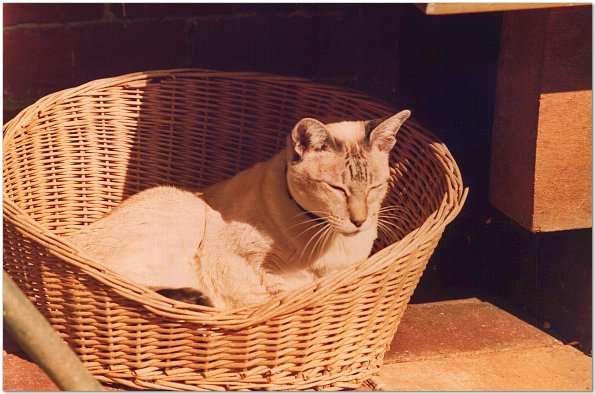 Epson_FF680-1980s_twinky__0001_e_eW