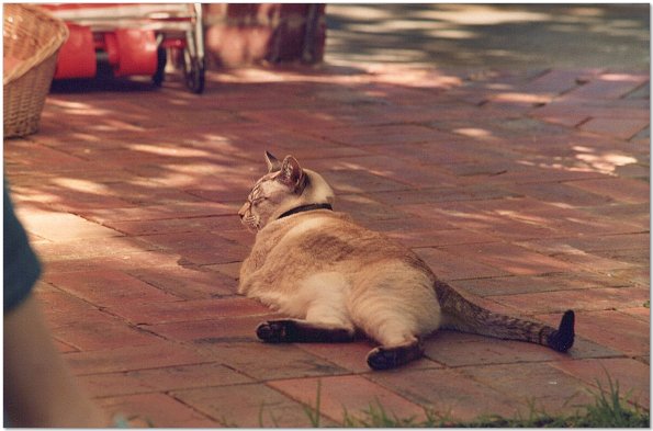 Epson_FF680-1980s_twinky__0002_e_eW