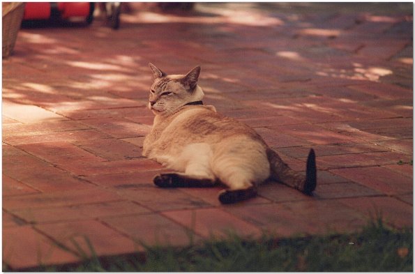 Epson_FF680-1980s_twinky__0004_e_eW