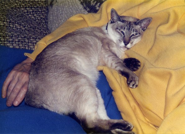 Twinky041_crop_resize