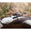 View the image: Blue dasher dragonfly with black tail
Olympus E-30