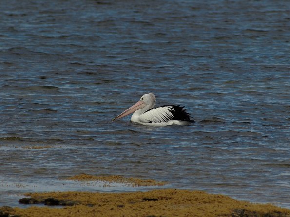 OM legacy lens f4.5/300 + E-510