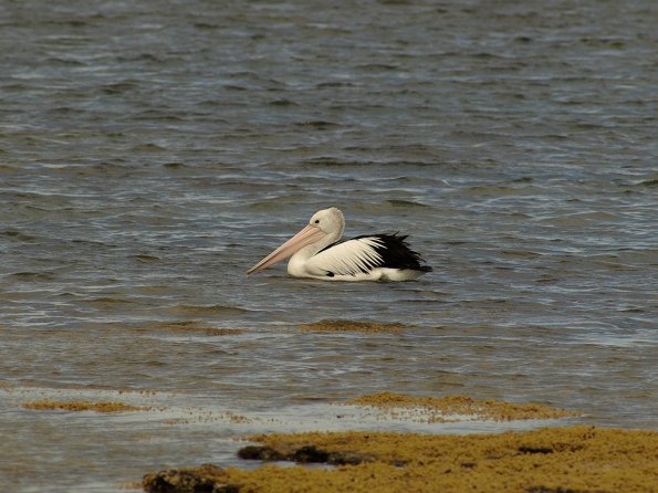 OM legacy lens f4.5/300 + E-510