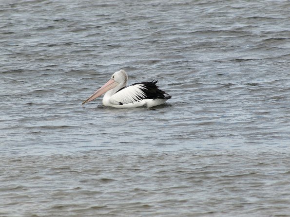 OM legacy lens f4.5/300 + E-510