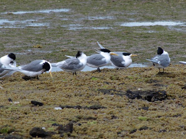 OM legacy lens f4.5/300 + E-510