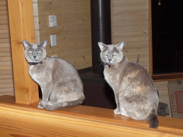 Rosa & Lizzie at Marengo