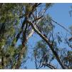 View the image: Tocumwal