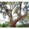 View the image: Lerderderg Gorge SP 23 May 2012