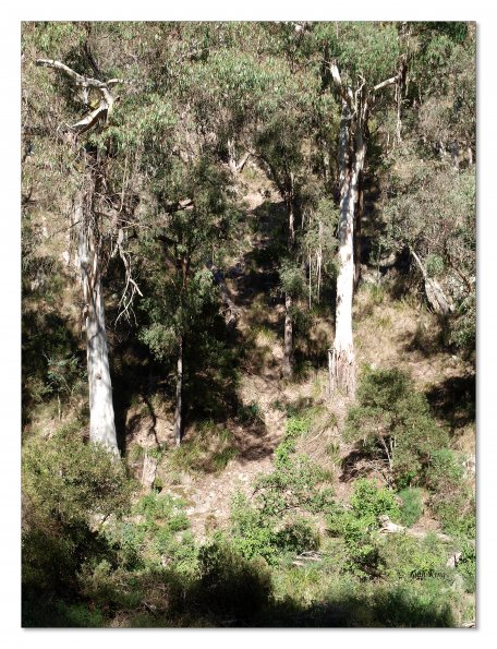 Lerderderg Gorge SP 23 May 2012