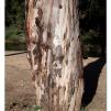 View the image: Lerderderg Gorge SP 23 May 2012