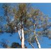 View the image: Lerderderg Gorge SP 23 May 2012
