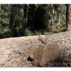 View the image: Lerderderg Gorge SP 23 May 2012